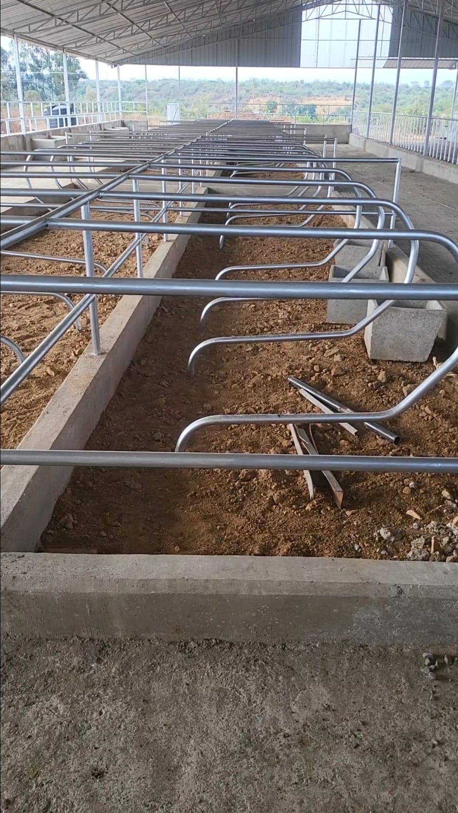 Livestock feeding and cowshed interior